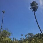 Chingaza National Park Day Tour from Bogotá: Andean Wilderness - An In-Depth Look at the Chingaza Tour