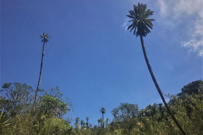 Chingaza National Park Day Tour from Bogotá: Andean Wilderness - An In-Depth Look at the Chingaza Tour