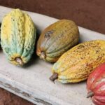 Chocolate and Coffee Tasting Tour Manuel Antonio - Exploring the Heart of Costa Rica’s Flavors