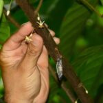 Chocolate Experience - The Sum Up