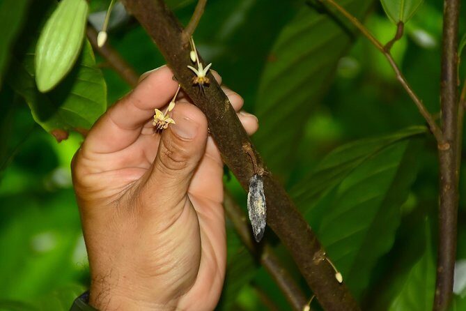 Chocolate Experience - The Sum Up