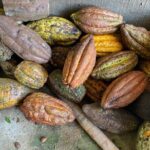 Chocolate tour near Medellin - Final Thoughts