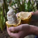 Chocolate Tour with Lunch - A Deep Dive into the Chocolate Tour Experience