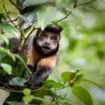 Christ the Redeemer Hiking: Journey to Rio's Iconic Landmark - Exploring the Itinerary in Detail