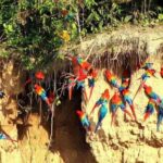 Chuncho Collpa Tour 2/3 Day Tour - Who Should Consider This Tour?