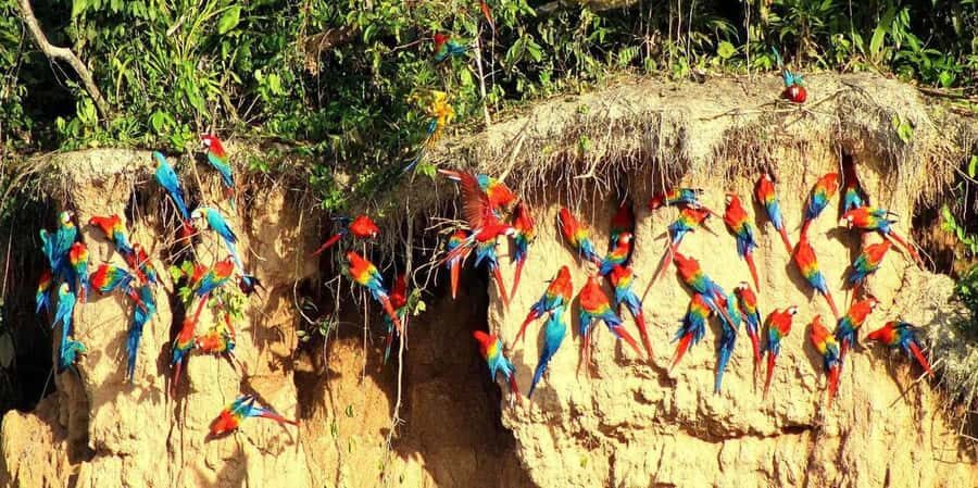 Chuncho Collpa Tour 2/3 Day Tour - Who Should Consider This Tour?