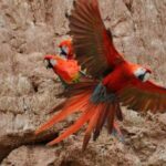 Chuncho Macaw Clay Lick - Full Day - Starting the Journey: From Lodge or Hotel at 3:00 a.m.