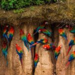 Chuncho macaw clay lick full day - The Sum Up