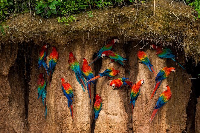 Chuncho macaw clay lick full day - The Sum Up