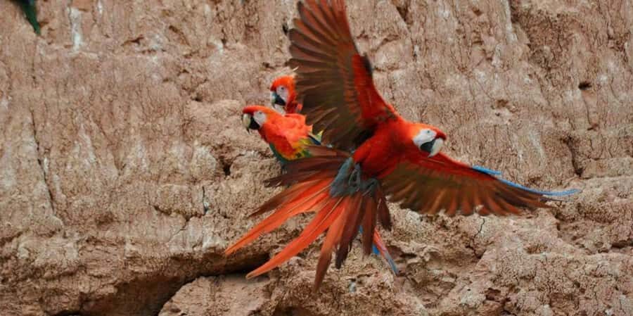 Chuncho Macaw Clay Lick - Full Day - Starting the Journey: From Lodge or Hotel at 3:00 a.m.