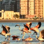 City Tour and Sea Lions at Punta Loma from Puerto Madryn - In-Depth Look at the Tour Experience