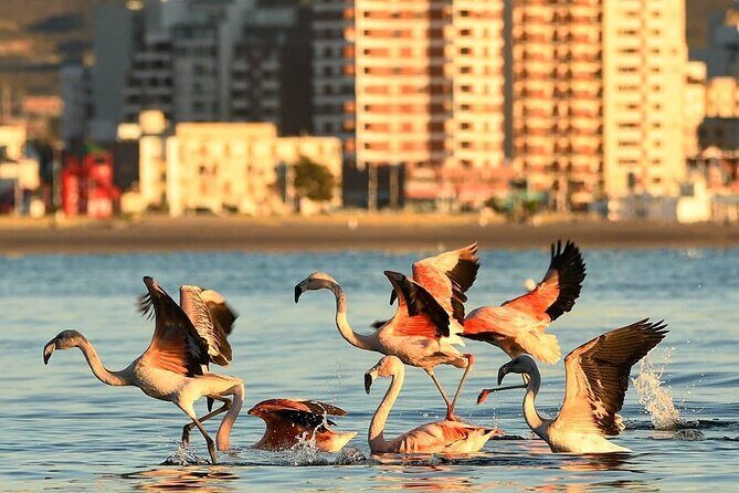 City Tour and Sea Lions at Punta Loma from Puerto Madryn - In-Depth Look at the Tour Experience