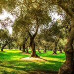 City Tour Colonial and Modern Lima Half Day Plus Ticket - A Closer Look at the Tour Itinerary