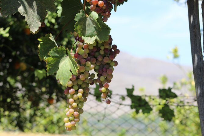 Classic Elqui Valley (Between vineyards and fruit trees) - Why this tour is worth your time