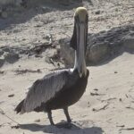 Clear Kayak ECO Tours - FAQs