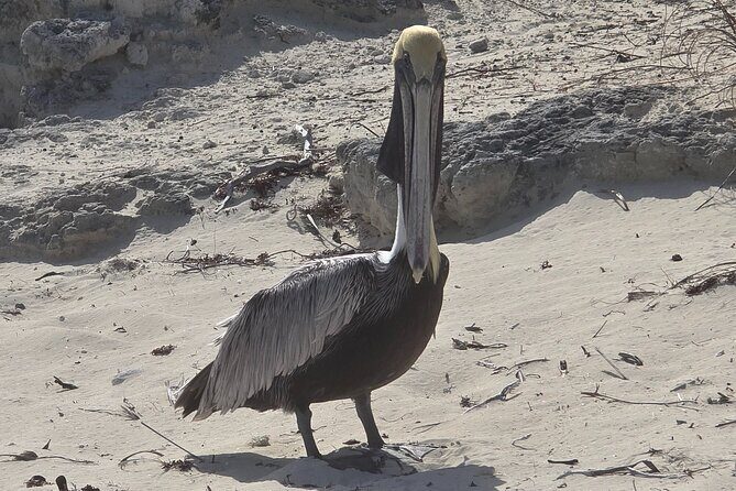 Clear Kayak ECO Tours - FAQs