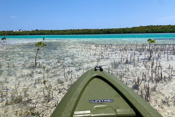 Clear kayak Grand Turk Island Kayak Tour of the mangroves - Detailed Breakdown of the Itinerary