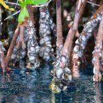 Clear Kayak Tour in Mangrove Antigua - Who Should Consider This Tour?