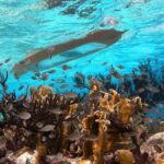 Clearbottom Mangrove Kayak & Snorkel tour - FAQ