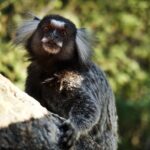 Climb Sugarloaf: A Thrilling Adventure to Rios Postcard Peak - What’s Included and What’s Not