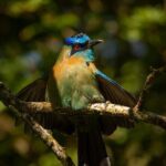 Cloud Forest Adventure: Hike the Mystical Canopy! - Practical Details and Tips