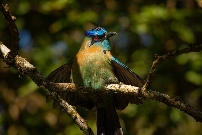 Cloud Forest Adventure: Hike the Mystical Canopy! - Practical Details and Tips