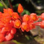 Cloud Forest hanging bridges with a local naturalist tour guide - The Sum Up: Is This Tour Right for You?