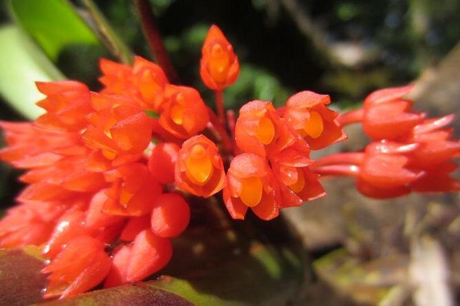 Cloud Forest hanging bridges with a local naturalist tour guide - The Sum Up: Is This Tour Right for You?