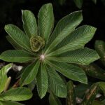 Cloud Forest Natural History Tour - An In-Depth Look at the Cloud Forest Natural History Tour