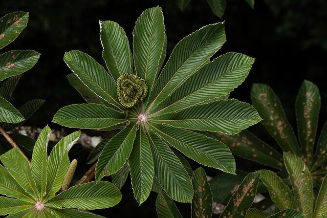 Cloud Forest Natural History Tour - An In-Depth Look at the Cloud Forest Natural History Tour