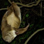 Cloud Forest Night Walk in Monteverde -Monteverde Wild- - Frequently Asked Questions