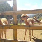 Cochahuasi Animal Sanctuary Admission Ticket - The Sum Up: Who Benefits Most from the Cochahuasi Animal Sanctuary?