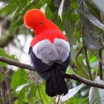 Cock of the Rock Birdwatching in Jardin with Professional Guide - What’s Included and What to Expect