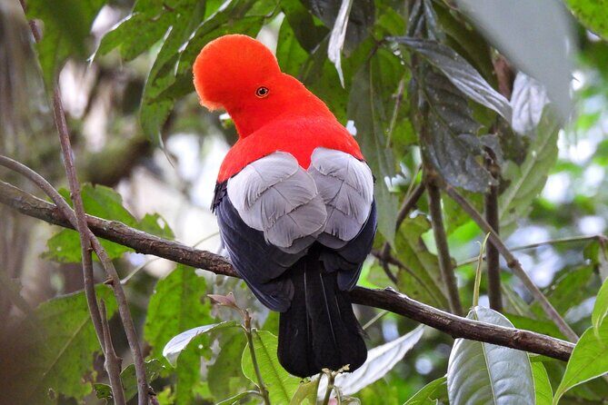 Cock of the Rock Birdwatching in Jardin with Professional Guide - What’s Included and What to Expect