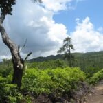 Cockscomb Basin Wildlife Sanctuary and Jaguar Preserve - An In-Depth Look at the Experience