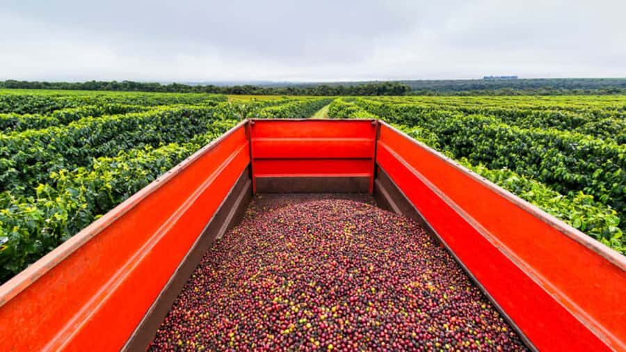 Cocoa and Coffee Farm Tours from Pereira or Armenia - Exploring Colombia’s Coffee and Cocoa Heritage