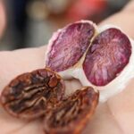 Cocoa farm and Chocolate making! - An In-Depth Look at the Cocoa Farm and Chocolate Tour