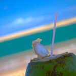 Coconut Coast Surf Adventure Vacation : Seven Days with a Pro - Location and Setting