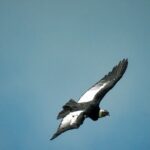 Cocora Valley: Birding & Hiking with Breakfast & Lunch - Key Points