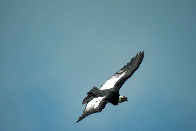 Cocora Valley: Birding & Hiking with Breakfast & Lunch - Key Points