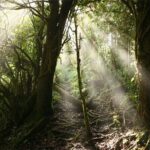 Coffee & Adventure from San Jose - The Ziplining Thrill