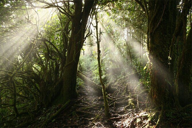 Coffee & Adventure from San Jose - The Ziplining Thrill