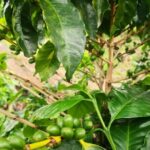 Coffee and Chocolate Walking and Sightseeing Tour at Monteverde Santa Elena - Detailed Breakdown of the Itinerary