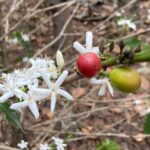 Coffee and Gastronomic Bike Tour in Antigua - An in-depth look at the Coffee and Gastronomic Bike Tour in Antigua