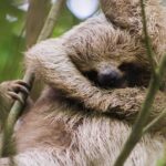 Coffee & Chocolate Tour+Sloths Park & Llanos de Cortez Waterfall - FAQ
