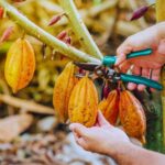 Coffee, Cocoa and Trekking Tour in Minca: Nature, Crops and Production - A Closer Look at the Experience