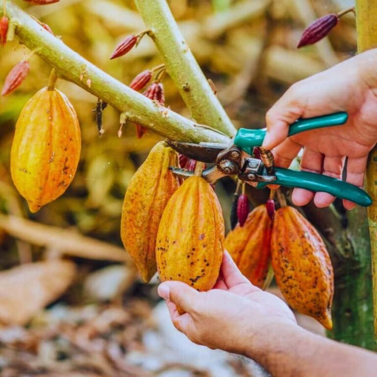Coffee, Cocoa and Trekking Tour in Minca: Nature, Crops and Production - A Closer Look at the Experience