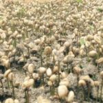 Coffee Express Tour Medellin - FAQ