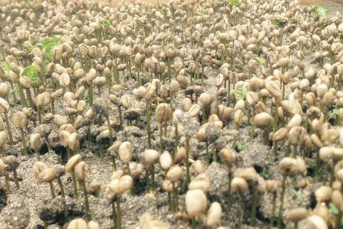 Coffee Express Tour Medellin - FAQ