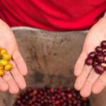 Coffee Farm and Salento Walking Tour - What to Expect at Each Stop